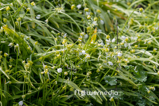 Allium paradoxum - Quaint garlic (107029)