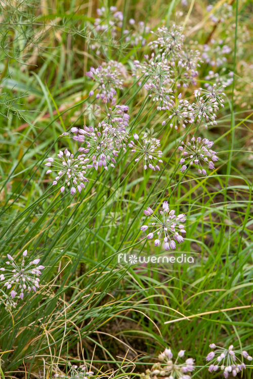 Allium rubens - Reddish onion (112096)