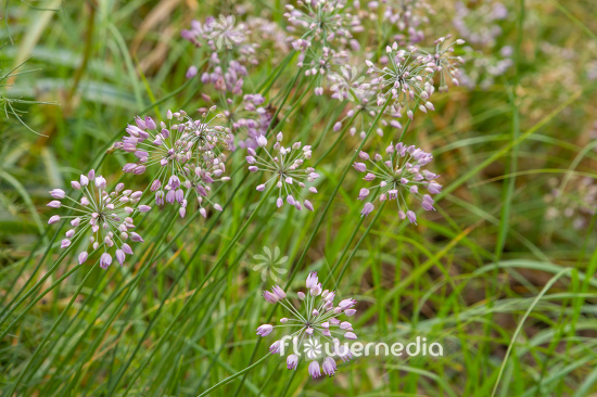 Allium rubens - Reddish onion (112097)