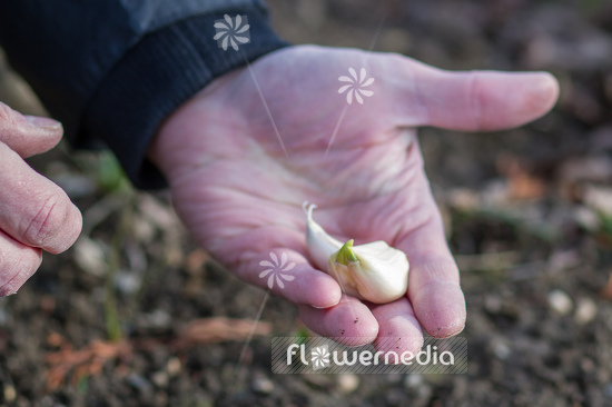 Allium sativum - Garlic (107031)