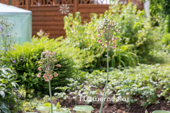 Allium siculum - Sicilian honey lily (107229)