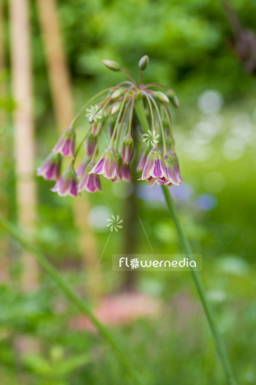 Allium siculum - Sicilian honey lily (107230)