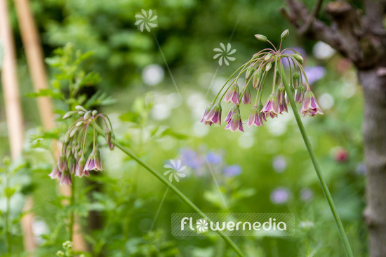 Allium siculum - Sicilian honey lily (107231)