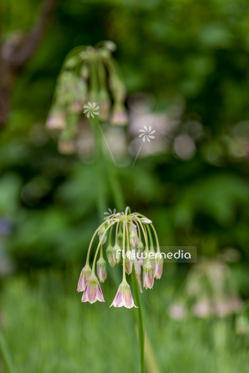 Allium siculum - Sicilian honey lily (107232)