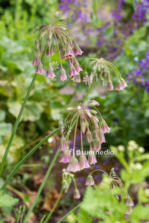 Allium siculum - Sicilian honey lily (107233)