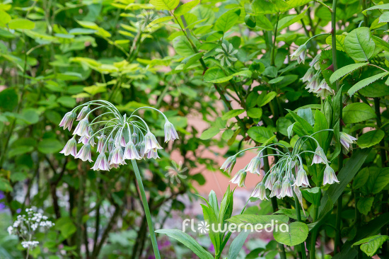 Allium siculum - Sicilian honey lily (111986)