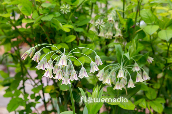 Allium siculum - Sicilian honey lily (111987)