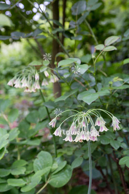 Allium siculum - Sicilian honey lily (111988)