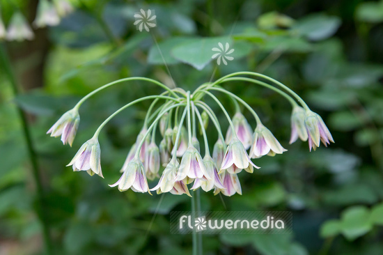 Allium siculum - Sicilian honey lily (111989)