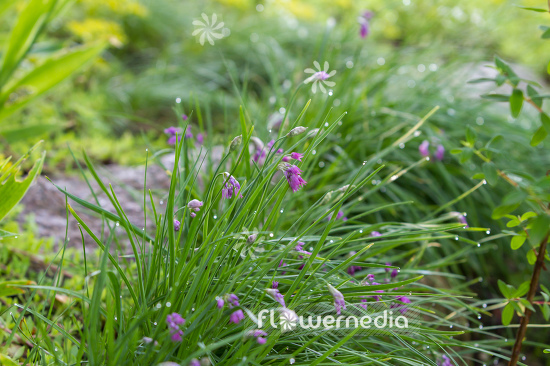 Allium sikkimense - Tibetian leek (107235)