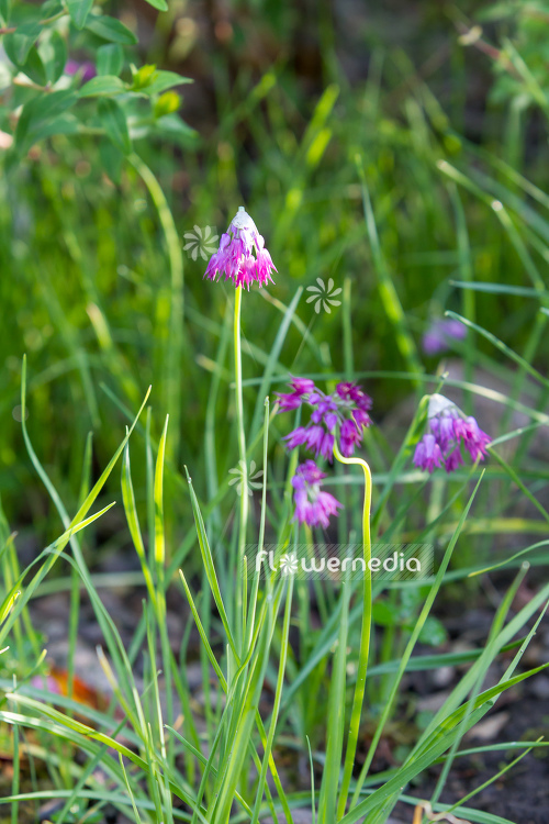 Allium sikkimense - Tibetian leek (107236)