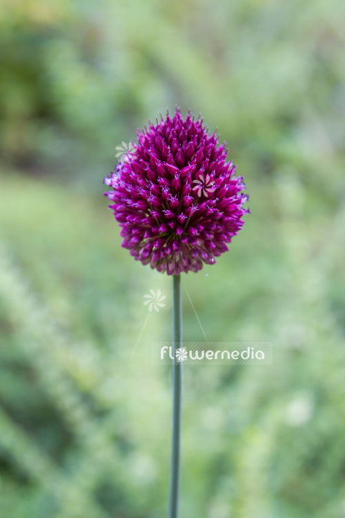 Allium sphaerocephalon - Round-headed garlic (107237)