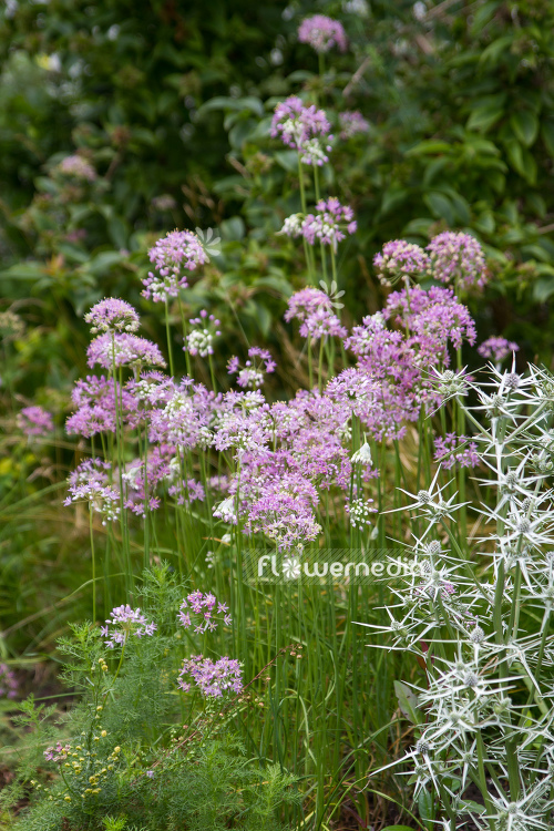 Allium stellatum - Prairie Onion (107047)
