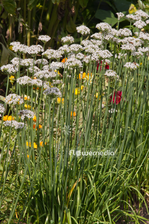 Allium tuberosum - Chinese chives (102348)