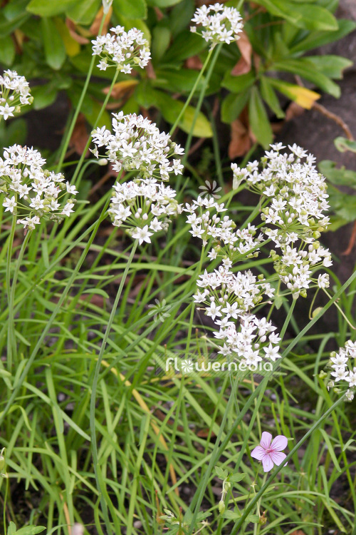 Allium tuberosum - Chinese chives (102349)