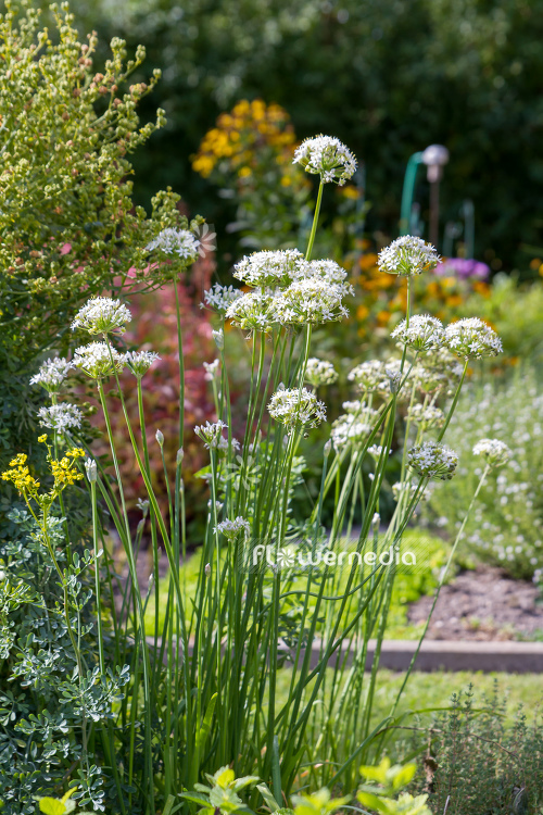 Allium tuberosum - Chinese chives (107052)