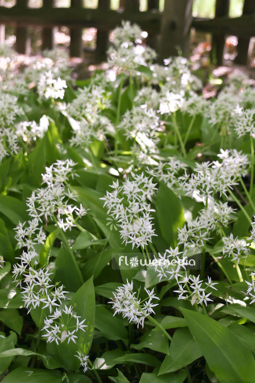 Allium ursinum - Ramsons (102350)