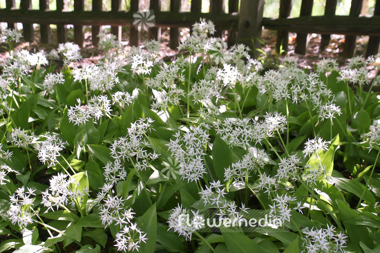 Allium ursinum - Ramsons (102354)