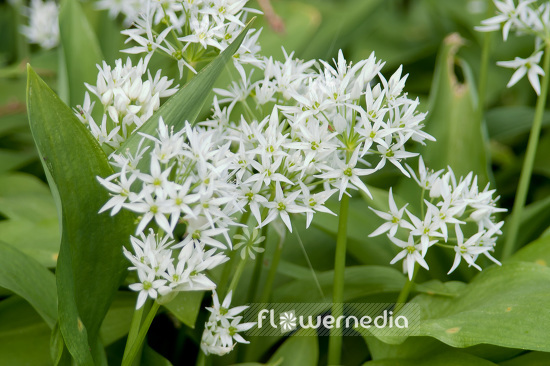 Allium ursinum - Ramsons (106973)