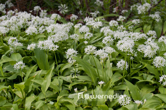 Allium ursinum - Ramsons (107058)
