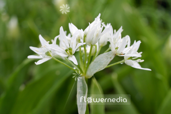 Allium ursinum - Ramsons (107060)