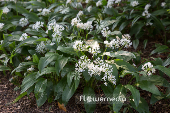 Allium ursinum - Ramsons (107061)