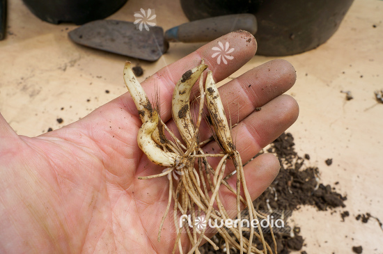 Allium ursinum - Ramsons (107062)