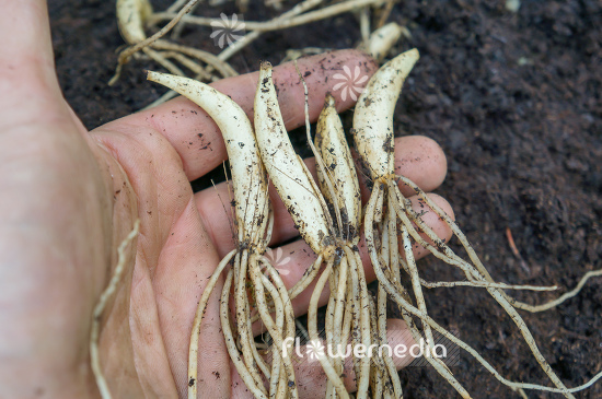 Allium ursinum - Ramsons (107064)