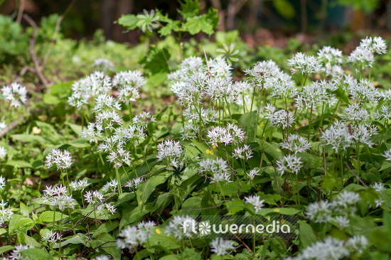 Allium ursinum - Ramsons (107065)