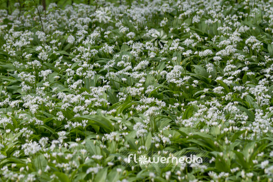 Allium ursinum - Ramsons (107067)