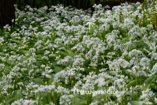 Allium ursinum - Ramsons (107075)