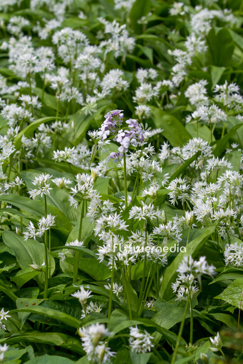 Allium ursinum - Ramsons (107246)