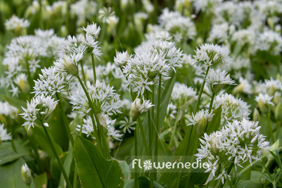 Allium ursinum - Ramsons (107248)