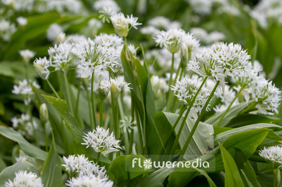 Allium ursinum - Ramsons (107249)
