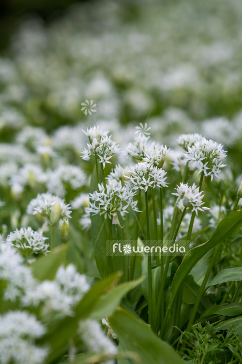 Allium ursinum - Ramsons (107250)