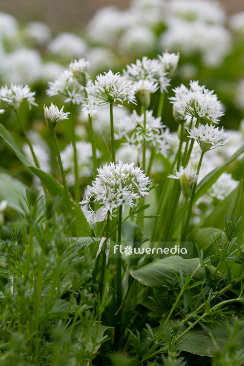 Allium ursinum - Ramsons (107251)