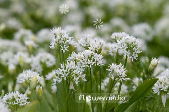 Allium ursinum - Ramsons (107255)