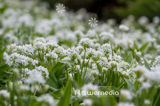 Allium ursinum - Ramsons (107256)