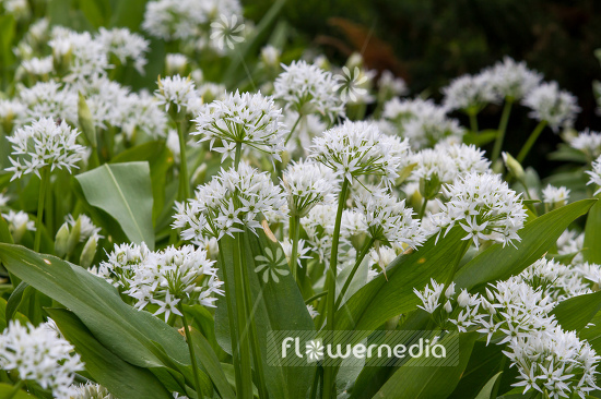 Allium ursinum - Ramsons (107257)