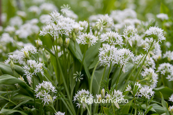 Allium ursinum - Ramsons (107258)