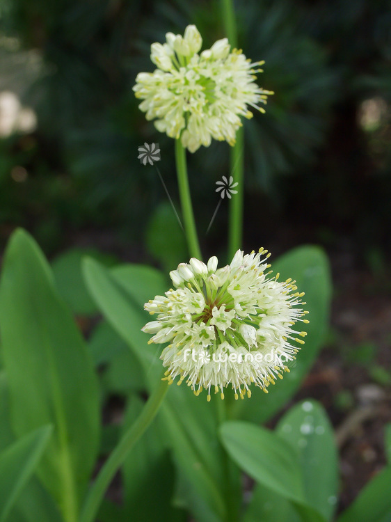 Allium victorialis - Alpine leek (106974)