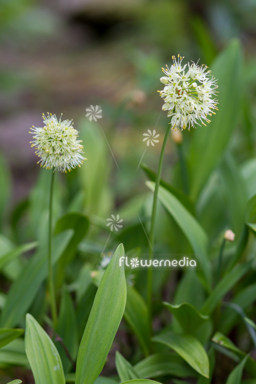 Allium victorialis - Alpine leek (112424)