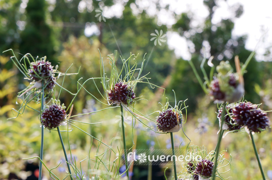 Allium vineale - Crow garlic (107069)