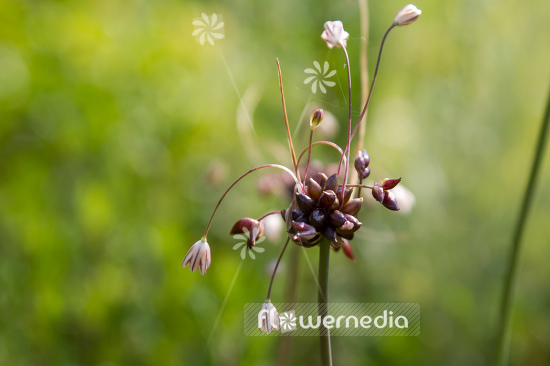 Allium vineale - Crow garlic (107071)
