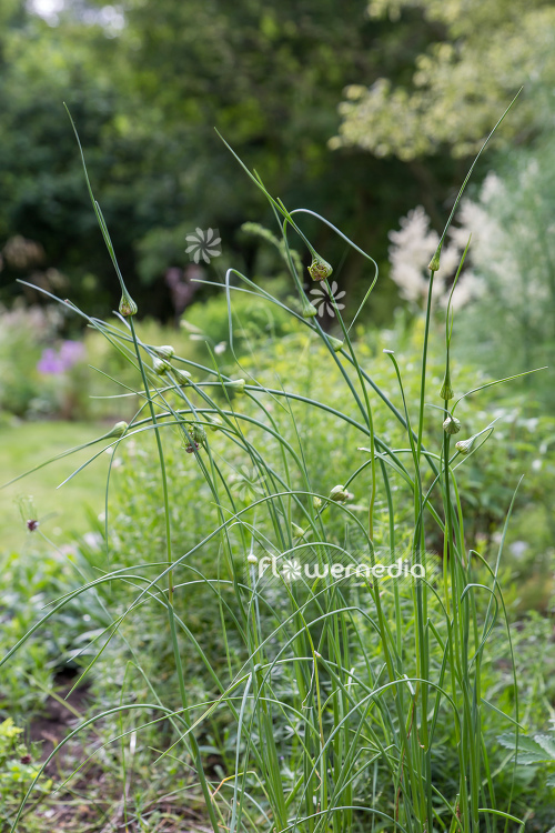 Allium vineale - Crow garlic (107072)