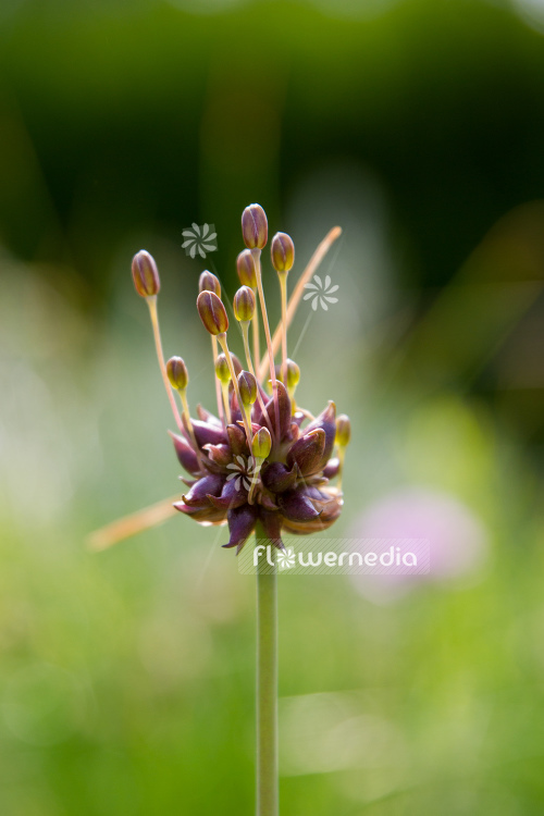 Allium vineale - Crow garlic (107260)