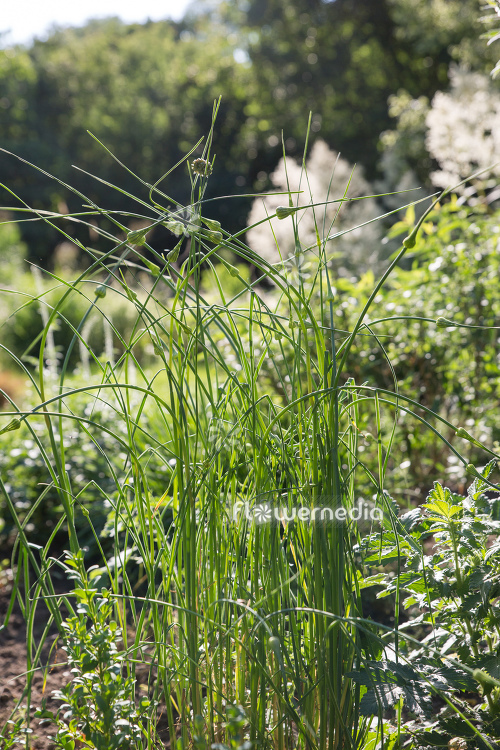 Allium vineale - Crow garlic (111999)