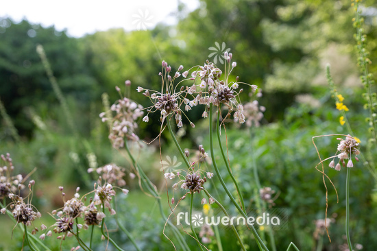 Allium vineale - Crow garlic (112000)