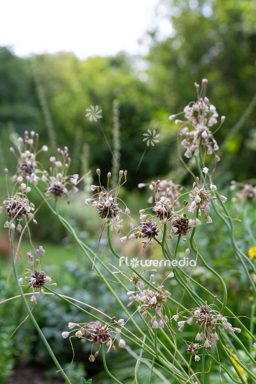 Allium vineale - Crow garlic (112001)