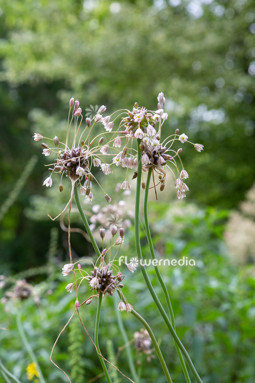 Allium vineale - Crow garlic (112003)